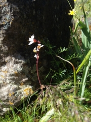 Lithophragma parviflorum parviflorum