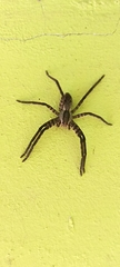 Cupiennius salei