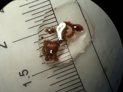 Frullania probosciphora