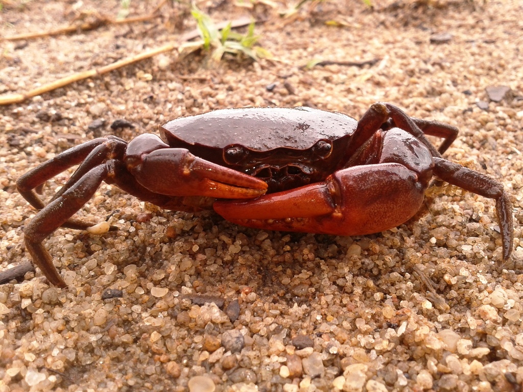 South American Freshwater Crabs