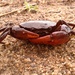 South American Freshwater Crabs - Photo (c) Flávio Mendes, some rights reserved (CC BY-NC)