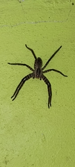 Cupiennius salei