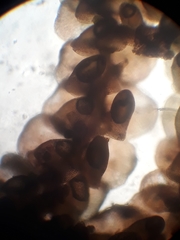 Frullania probosciphora