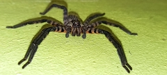 Cupiennius salei