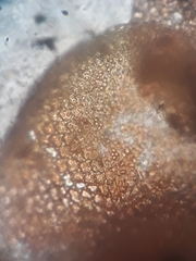 Frullania probosciphora