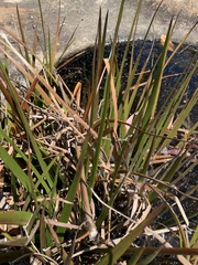 Philydrum lanuginosum