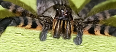 Cupiennius salei