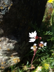 Lithophragma parviflorum parviflorum