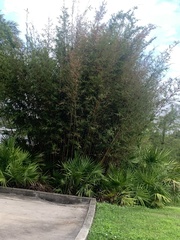 Bambusa vulgaris image