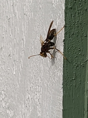 Polistes metricus