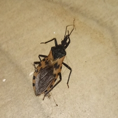 Triatoma dimidiata