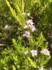 Coleonema pulchellum