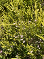 Coleonema pulchellum