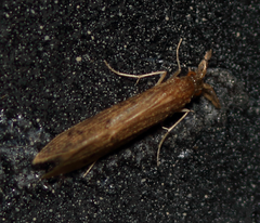 Oecetis inconspicua