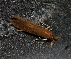 Oecetis inconspicua