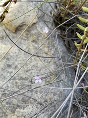 Lobelia patula