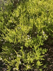 Coleonema pulchellum