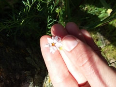 Lithophragma parviflorum parviflorum