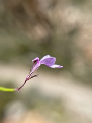 Lobelia patula