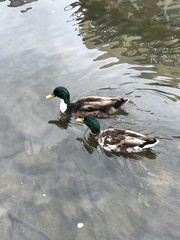 Anas platyrhynchos domesticus