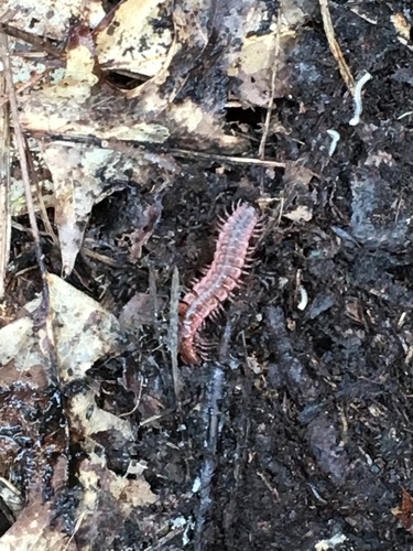 Pseudopolydesmus canadensis