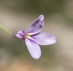 Lobelia patula