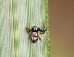 Xysticus bimaculatus