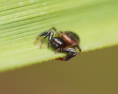 Xysticus bimaculatus