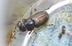 Melinopterus consputus