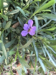 Dyschoriste linearis