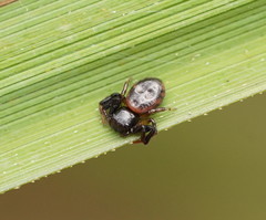 Xysticus bimaculatus