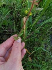 Lithophragma parviflorum parviflorum