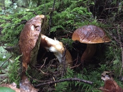 Boletus fibrillosus