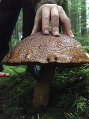 Boletus fibrillosus