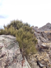 Ephedra americana