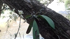 Trichocentrum stramineum