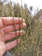 Ephedra americana