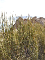 Ephedra americana