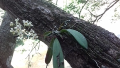 Trichocentrum stramineum