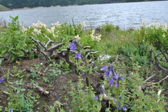 Nepeta prattii