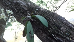 Trichocentrum stramineum