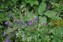 Salvia przewalskii