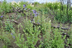 Nepeta prattii