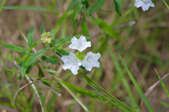 Varronia podocephala