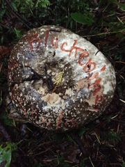 Russula subnigricans
