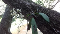 Trichocentrum stramineum