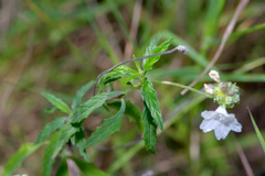 Varronia podocephala