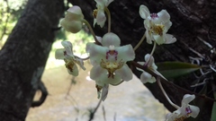 Trichocentrum stramineum