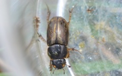 Melinopterus consputus