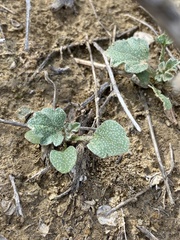 Sphaeralcea parvifolia